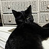 black_cat, cat, pet, animal, indoor, furniture, wicker_dresser, eyes, fur, closeup, portrait, domestic_cat, resting, bed, knobs, vintage, cozy, whiskers, feline, cute