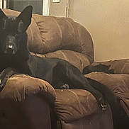 Max joined the competition — help win amazing prizes! dog, black_dog, recliner, chair, indoor, living_room, window, wall, decoration, furniture, pet, animal, relaxing, brown, canine, domestic_animal, resting, home, cozy, quiet