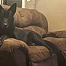 dog, black_dog, recliner, chair, indoor, living_room, window, wall, decoration, furniture, pet, animal, relaxing, brown, canine, domestic_animal, resting, home, cozy, quiet
