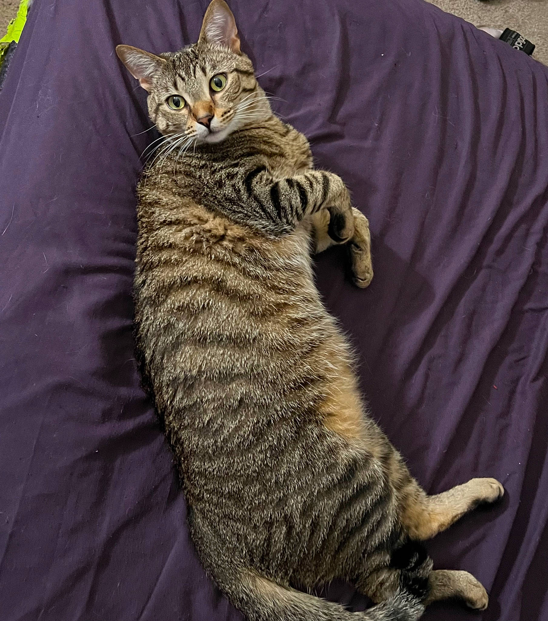 Hunter is registered to the contest to win money with this photo: carnivore, cat, claw, comfort, domestic_short_haired_cat, eye, felidae, foot, fur, paw, sitting, small_to_medium_sized_cats, snout, tail, terrestrial_animal, whiskers, wildlife