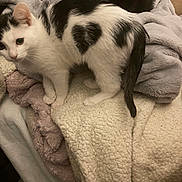 Mi Amor is registered to the contest to win money with this photo: cat, kitten, black_and_white, heart_spot, blanket, throw_blanket, bedding, fur, tail, paws, indoor, cozy, cute, bed, soft_fabric, resting, pet, curious, young_animal, texture