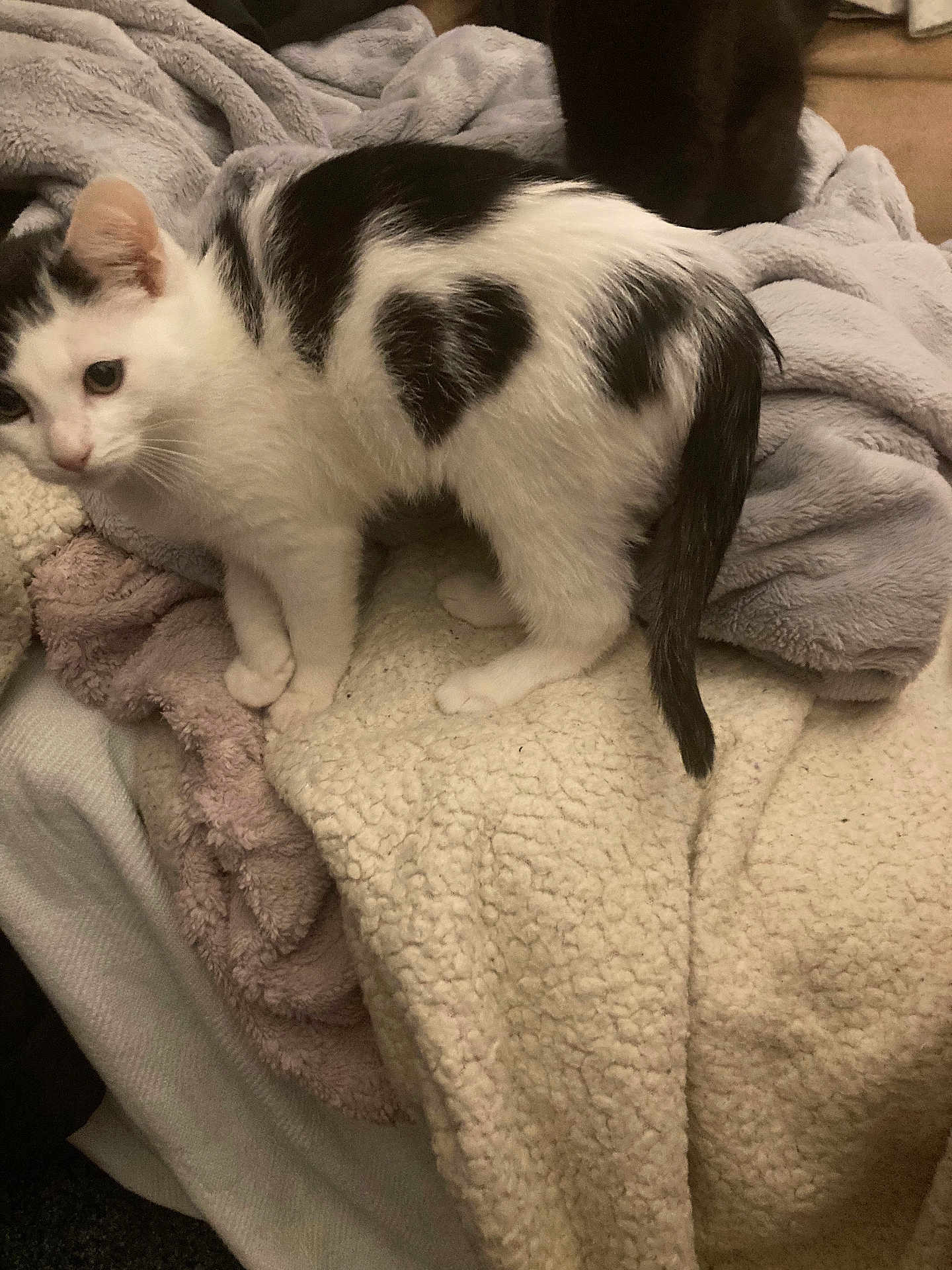 Mi Amor is registered to the contest to win money with this photo: cat, kitten, black_and_white, heart_spot, blanket, throw_blanket, bedding, fur, tail, paws, indoor, cozy, cute, bed, soft_fabric, resting, pet, curious, young_animal, texture