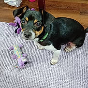 Trip joined the competition — help win amazing prizes! dog, pet, toy, plush_toy, floor, rug, green_collar, wooden_floor, indoor, small_dog, black_dog, white_paws, tan_markings, looking_up, cute, animal, companion, floor_toys, texture, domestic