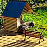 Roméo a rejoint le concours — aidez-le/la à gagner de superbes lots ! animal, bench, cat, daylight, garden, grass, greenery, grey_cat, miniature_house, nature, outdoor, peaceful, pet, plants, relaxing_cat, shadow, sunlight, wood, wooden_deck, wooden_house