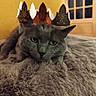 Roméo participe au concours pour gagner de l'argent avec cette photo : animal, cat, closeup, cozy, crown, cute, feline, fluffy_blanket, fur, gray_cat, home_interior, indoor, paper_crown, pet, portrait, relaxed, resting, soft_texture, window, yellow_wall