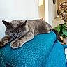 animal, blue_couch, cat, couch, cozy, decor, domestic_cat, furniture, gray_cat, home, indoor, living_room, paw, pet, plant, relaxed, resting, sleeping, soft_fur, tail