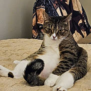 Sarina is registered to the contest to win money with this photo: animal, bedroom, blanket, cat, cozy, cute, domestic_cat, feline, fur, fur_pattern, indoor, patterned_cloth, paws, pet, relaxed, resting, sitting, tabby_cat, tail, whiskers