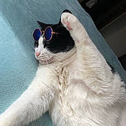 Griffin is registered to the contest to win money with this photo: cat, black_and_white, sunglasses, paw, fur, relaxing, indoor, blanket, soft, cute, pet, animal, resting, whiskers, pink_nose, feline, cozy, sleepy, closeup, portrait