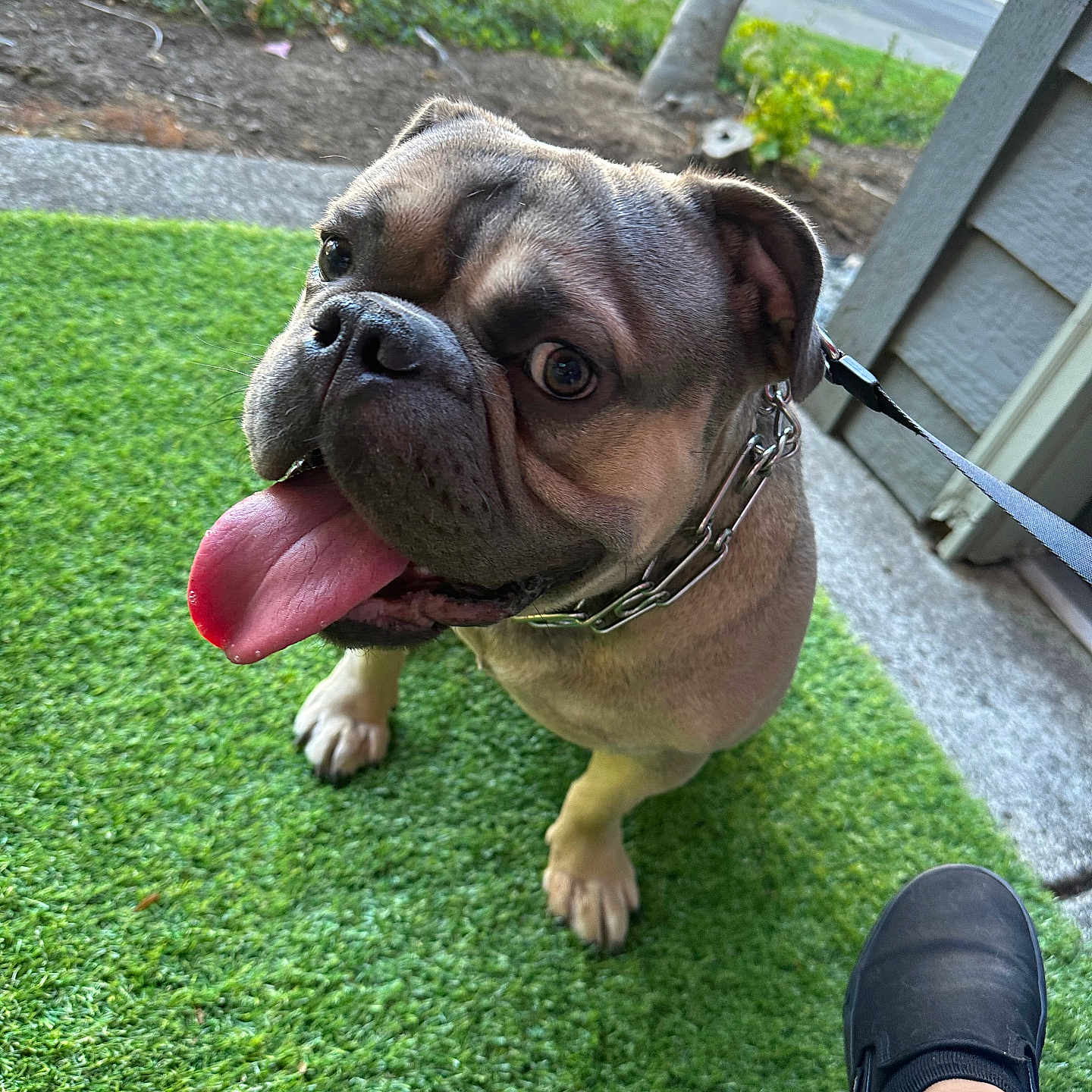 Rolex is registered to the contest to win money with this photo: animal, backyard, bulldog, canine, car, clothing, dog, face, footwear, grass, lawn, nature, outdoors, pet, plant, puppy, shoe, transportation, vehicle, yard