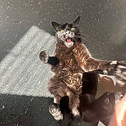Bear joined the competition — help win amazing prizes! cat, black_cat, animal, pet, indoor, sunlight, shadow, fur, paw, whiskers, mouth_open, playful, surprised, floor, texture, domestic, cute, expression, claws, jumping