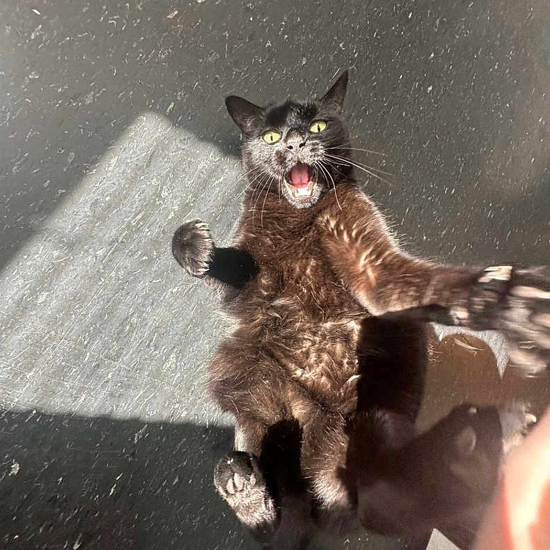 Bear