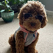 Maggie is registered to the contest to win money with this photo: dog, curly_hair, sunglasses, pet_clothing, indoor, carpet, plant, dog_crate, brown_dog, cute, sitting, accessory, canine, fur, houseplant, cool, portrait, domestic, animal, shade