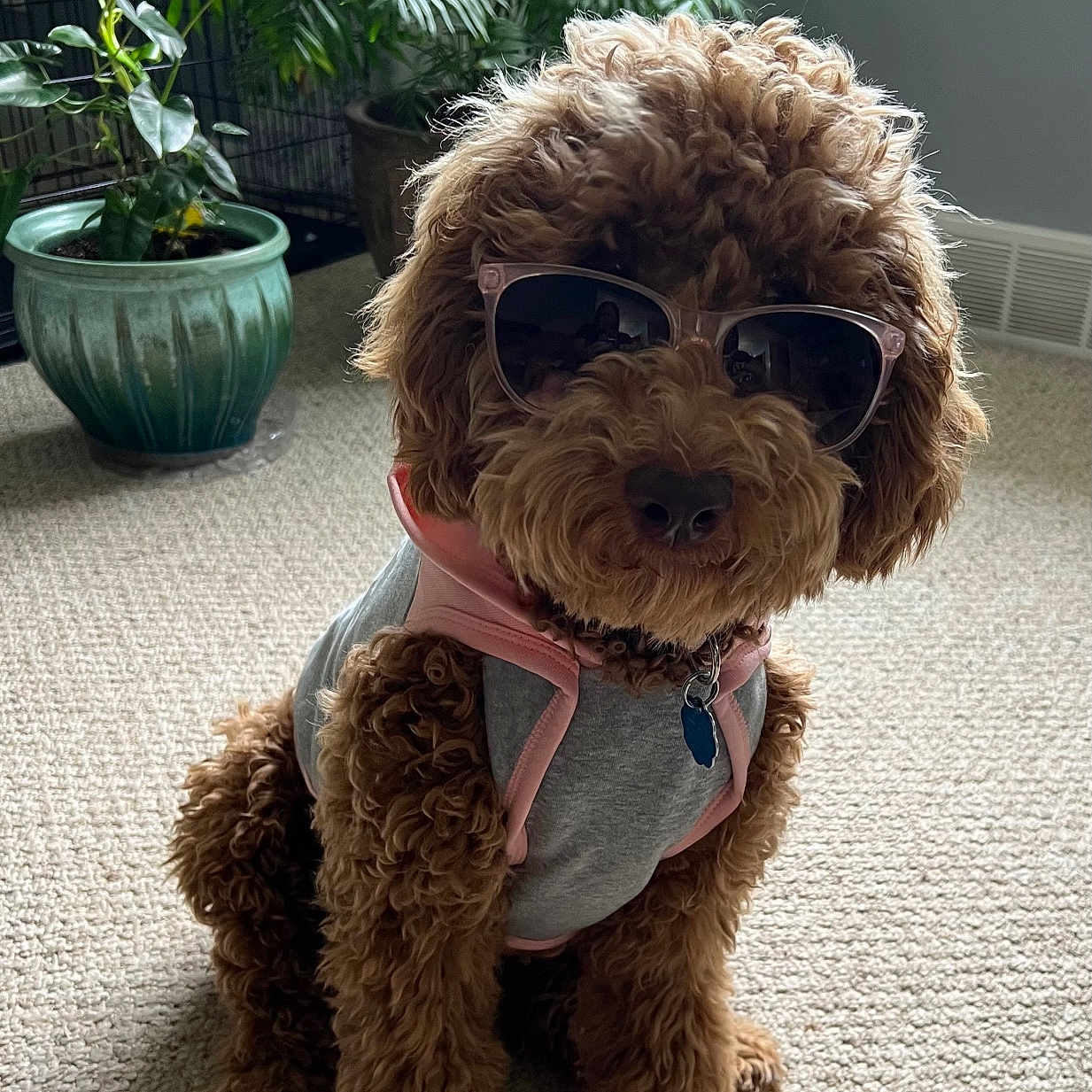Maggie is registered to the contest to win money with this photo: accessory, animal, brown_dog, canine, carpet, cool, curly_hair, cute, dog, dog_crate, domestic, fur, houseplant, indoor, pet_clothing, plant, portrait, shade, sitting, sunglasses