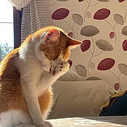 Shelbo a rejoint le concours — aidez-le/la à gagner de superbes lots ! cat, orange_and_white, grooming, paw, table, sunlight, curtains, window, wallpaper, leaf_pattern, indoor, pet, feline, domestic, cozy, sitting, fur, whiskers, shadow, relaxation