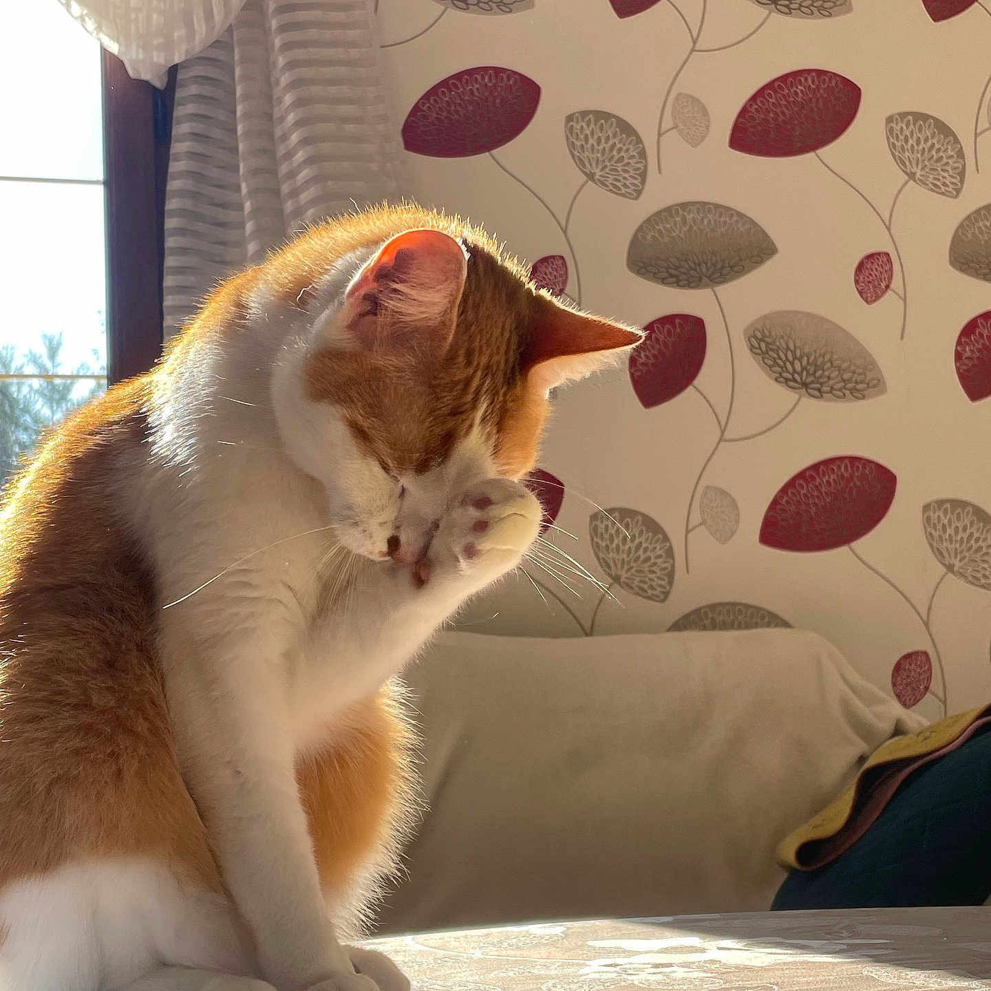 Shelbo a rejoint le concours — aidez-le/la à gagner de superbes lots ! cat, cozy, curtains, domestic, feline, fur, grooming, indoor, leaf_pattern, orange_and_white, paw, pet, relaxation, shadow, sitting, sunlight, table, wallpaper, whiskers, window