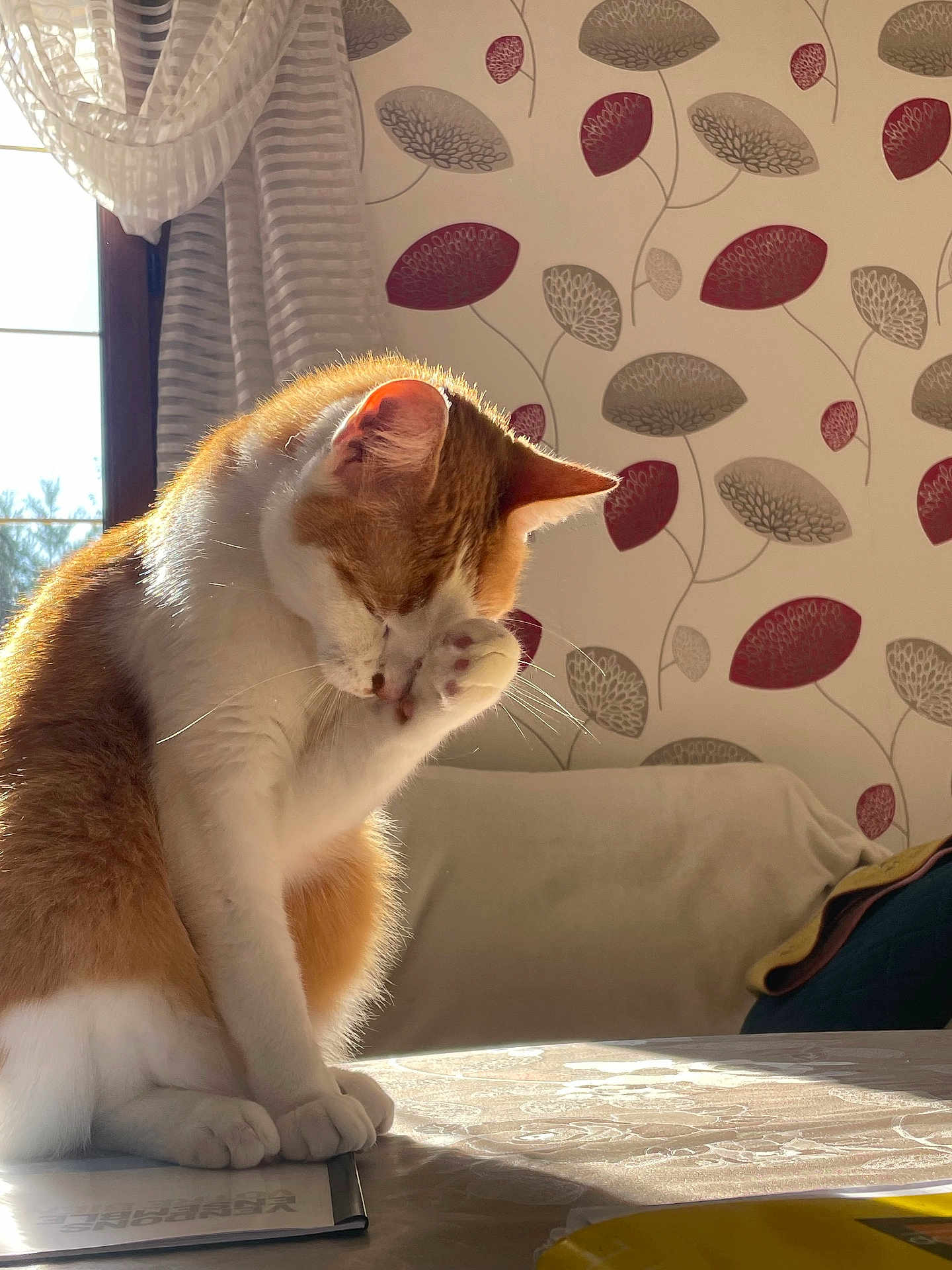 Shelbo a rejoint le concours — aidez-le/la à gagner de superbes lots ! cat, orange_and_white, grooming, paw, table, sunlight, curtains, window, wallpaper, leaf_pattern, indoor, pet, feline, domestic, cozy, sitting, fur, whiskers, shadow, relaxation
