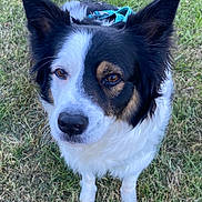 Kai joined the competition — help win amazing prizes! dog, border_collie, black_and_white, tan_markings, fur, ears, grass, outdoor, pet, animal, canine, close_up, looking, alert, standing, nature, muzzle, whiskers, brown_eyes, daylight