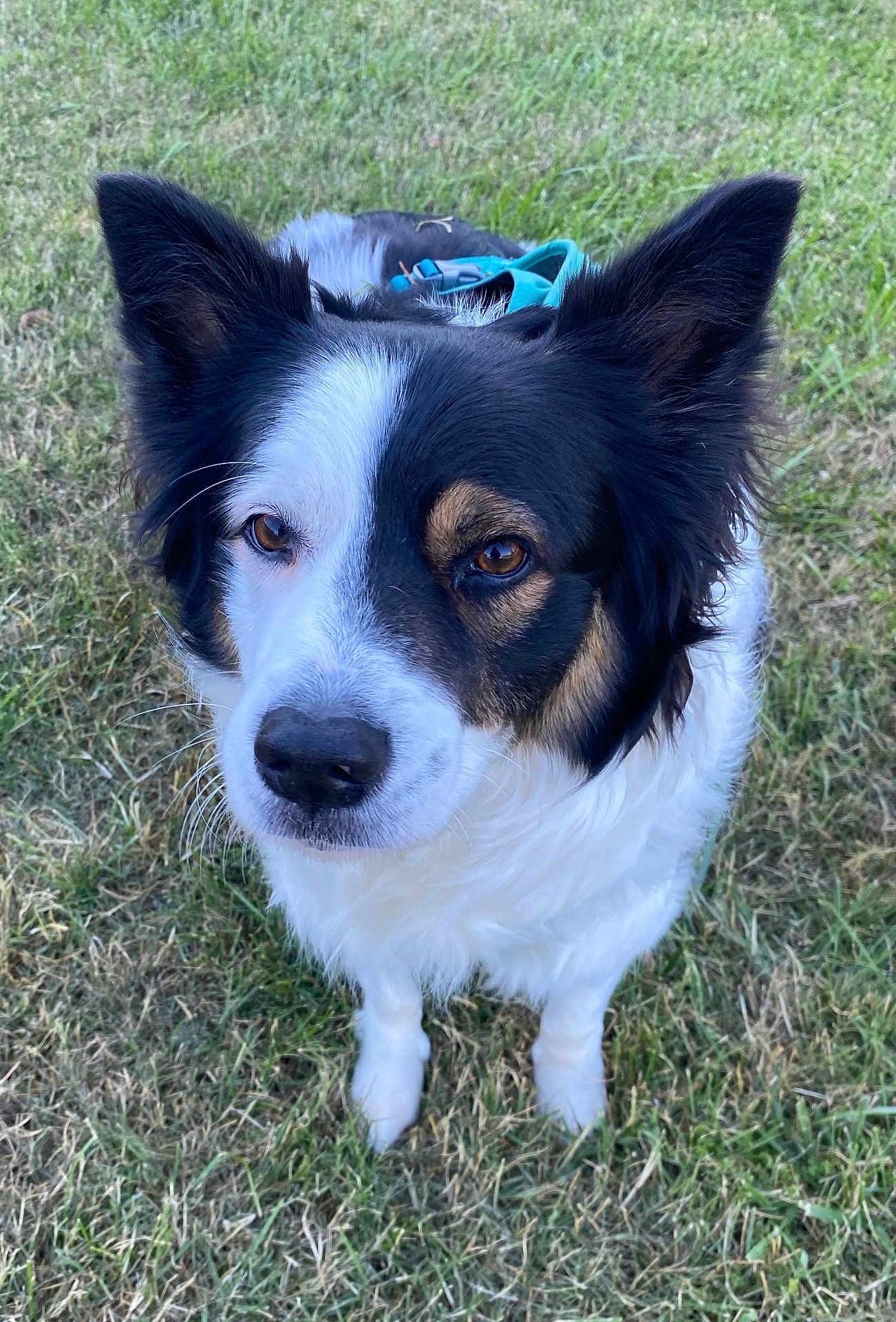 Kai joined the competition — help win amazing prizes! dog, border_collie, black_and_white, tan_markings, fur, ears, grass, outdoor, pet, animal, canine, close_up, looking, alert, standing, nature, muzzle, whiskers, brown_eyes, daylight