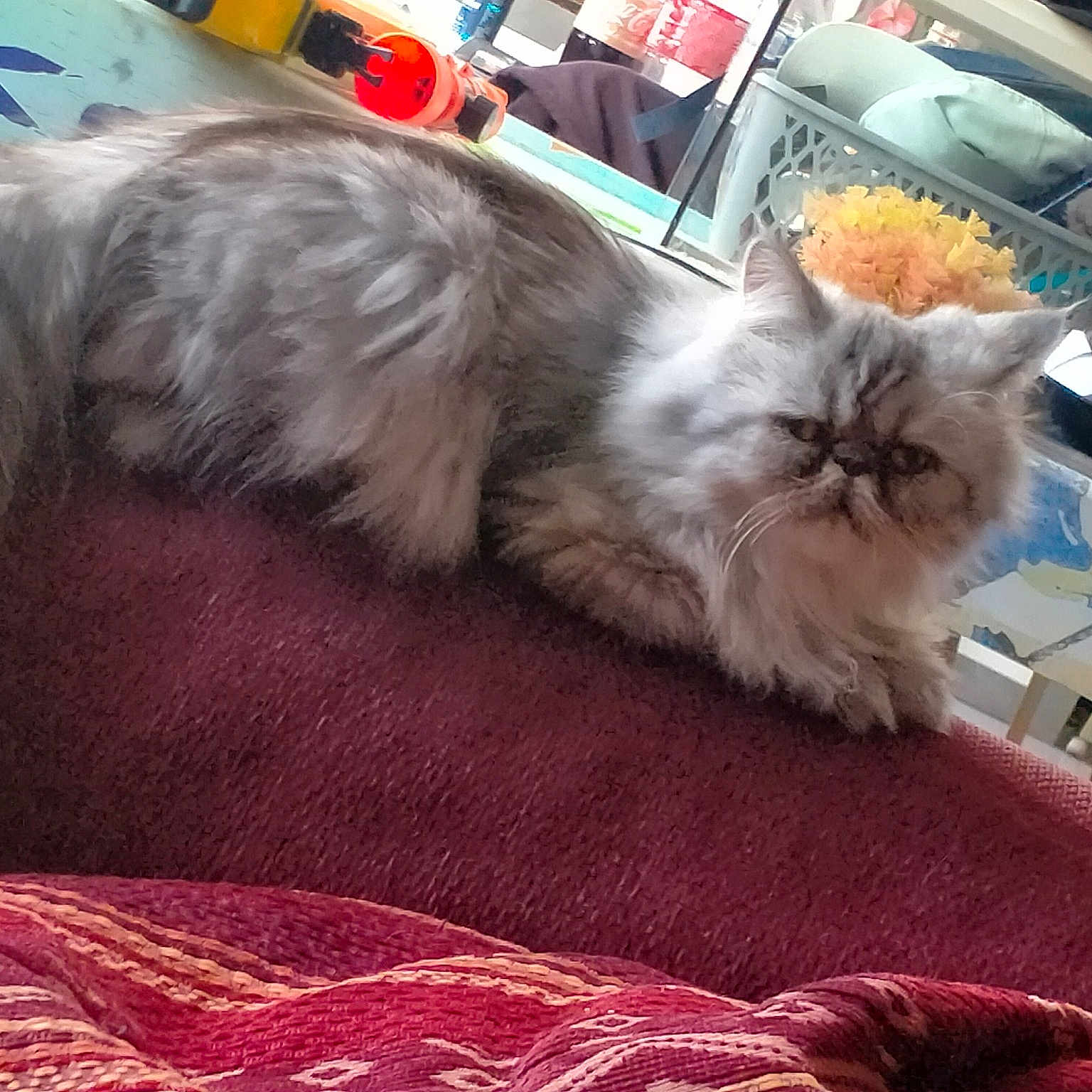 Tigrette