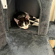 Lola is registered to the contest to win money with this photo: kitten, cat, black_and_white, pet, indoor, cat_condo, feline, curious, resting, cozy, soft_texture, animal, young_cat, ears, whiskers, paw, cute, shelter, home, fur