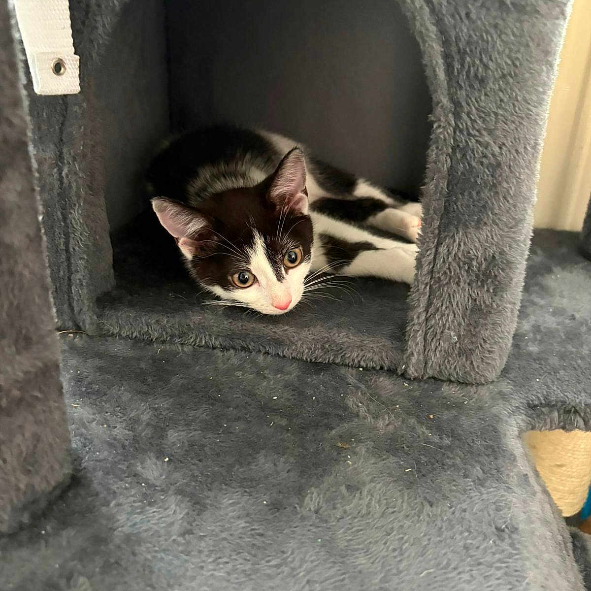 Lola is registered to the contest to win money with this photo: kitten, cat, black_and_white, pet, indoor, cat_condo, feline, curious, resting, cozy, soft_texture, animal, young_cat, ears, whiskers, paw, cute, shelter, home, fur