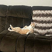 Cheez It Aka Milo joined the competition — help win amazing prizes! cat, orange_cat, white_cat, couch, sofa, plush_furniture, fluffy_pillow, indoor, relaxed, pet, animal, feline, resting, living_room, home, cozy, comfortable, fur, cute, lazy