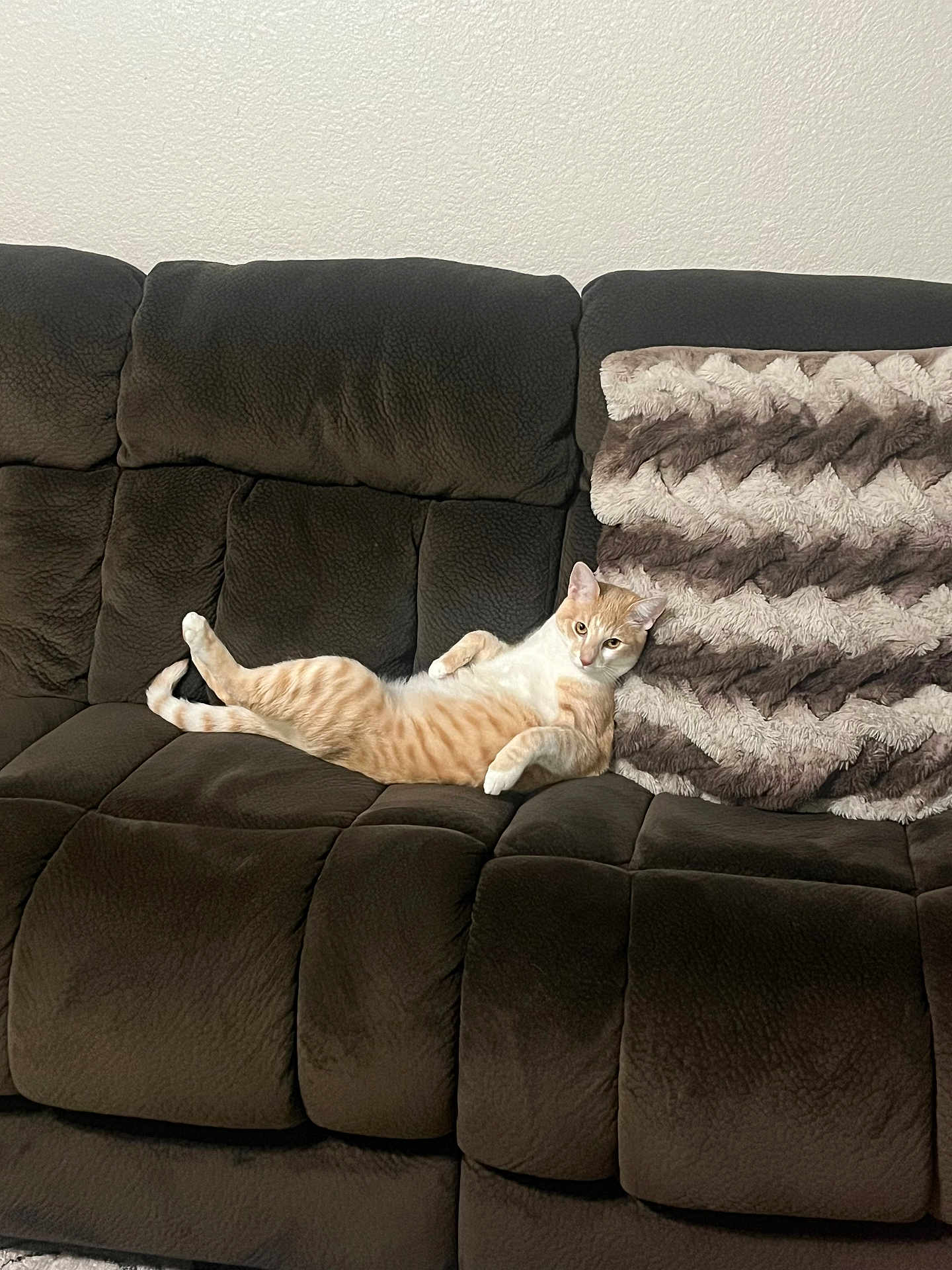 Cheez It Aka Milo joined the competition — help win amazing prizes! cat, orange_cat, white_cat, couch, sofa, plush_furniture, fluffy_pillow, indoor, relaxed, pet, animal, feline, resting, living_room, home, cozy, comfortable, fur, cute, lazy