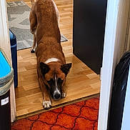 Sweety a rejoint le concours — aidez-le/la à gagner de superbes lots ! dog, brown_dog, stretching, doorway, wood_floor, red_carpet, indoor, pet, animal, playful, white_patch, ears, floor, home, carpet_pattern, household, room, door_frame, domestic_animal, canine