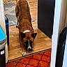 dog, brown_dog, stretching, doorway, wood_floor, red_carpet, indoor, pet, animal, playful, white_patch, ears, floor, home, carpet_pattern, household, room, door_frame, domestic_animal, canine
