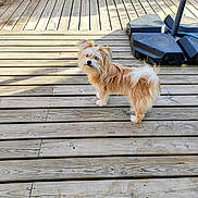 Alto participe au concours pour gagner de l'argent avec cette photo : dog, wooden_deck, outdoor, sunlight, pet, small_dog, fur, curious, brown, white, fence, soil_bags, shadow, planks, nature, daylight, animal, garden, backyard, standing