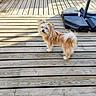dog, wooden_deck, outdoor, sunlight, pet, small_dog, fur, curious, brown, white, fence, soil_bags, shadow, planks, nature, daylight, animal, garden, backyard, standing