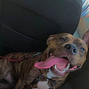 Jogo participe au concours pour gagner de l'argent avec cette photo : dog, brindle, tongue_out, car_interior, seat, leash, happy, pet, canine, mouth_open, smiling, backseat, harness, animal, domestic_animal, companion, travel, vehicle, black_seat, closeup