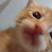 Mike is registered to the contest to win money with this photo: cat, orange_tabby, close_up, blurry, nose, eye, fur, whiskers, indoor, wall, texture, pet, animal, curious, soft_fur, muzzle, head, domestic_cat, feline, macro