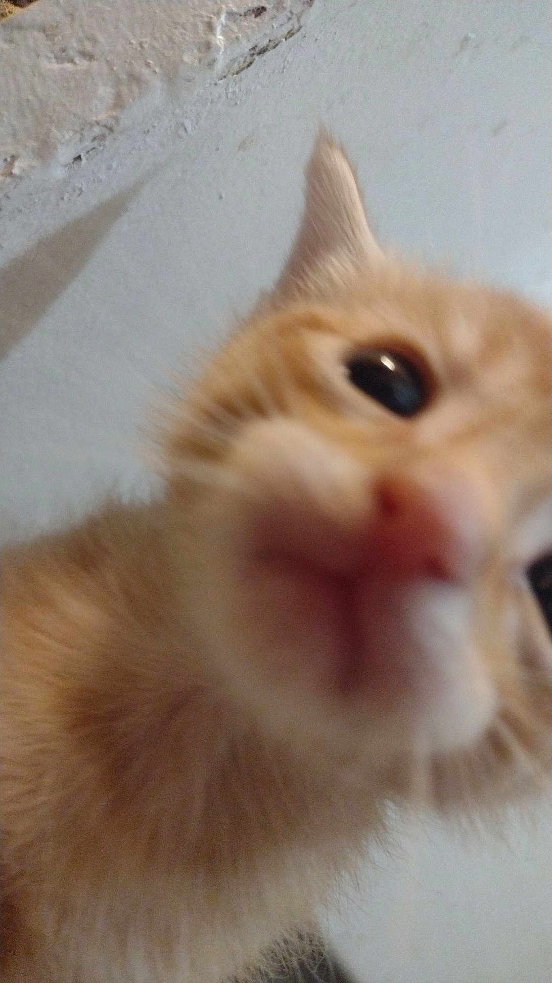Mike is registered to the contest to win money with this photo: cat, orange_tabby, close_up, blurry, nose, eye, fur, whiskers, indoor, wall, texture, pet, animal, curious, soft_fur, muzzle, head, domestic_cat, feline, macro