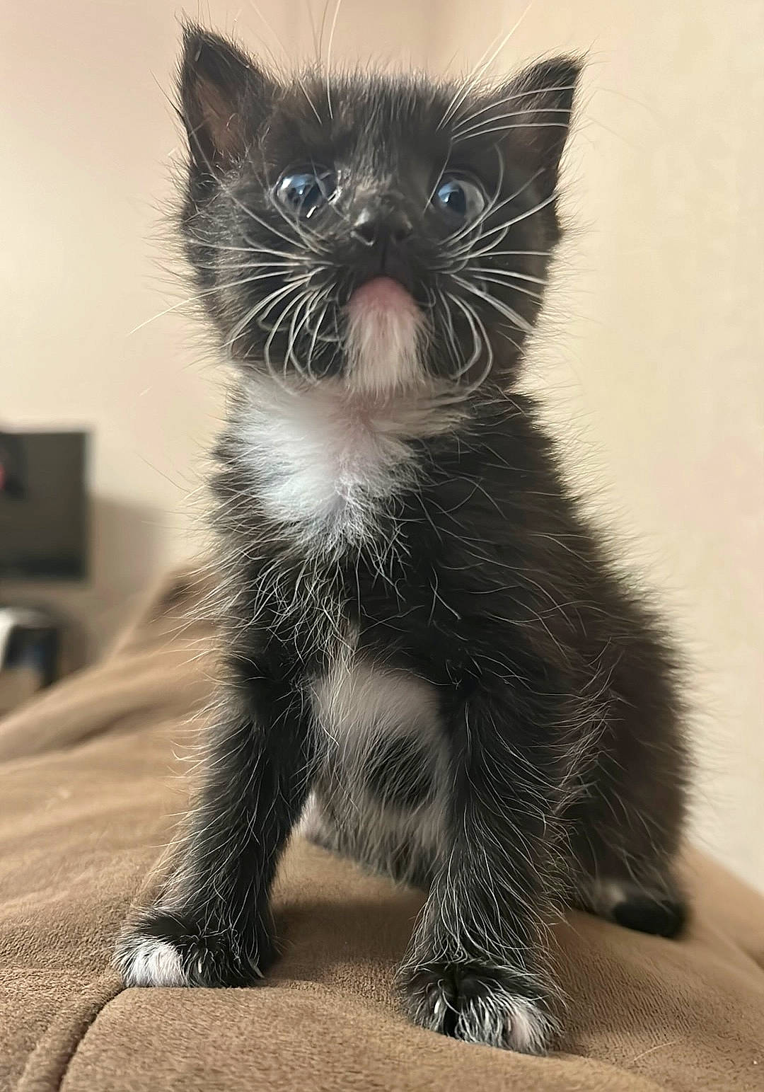 Freya joined the competition — help win amazing prizes! black_cat, carnivore, cat, claw, domestic_short_haired_cat, electric_blue, felidae, foot, fur, grey, monochrome_photography, paw, small_to_medium_sized_cats, snout, tail, terrestrial_animal, whiskers, window