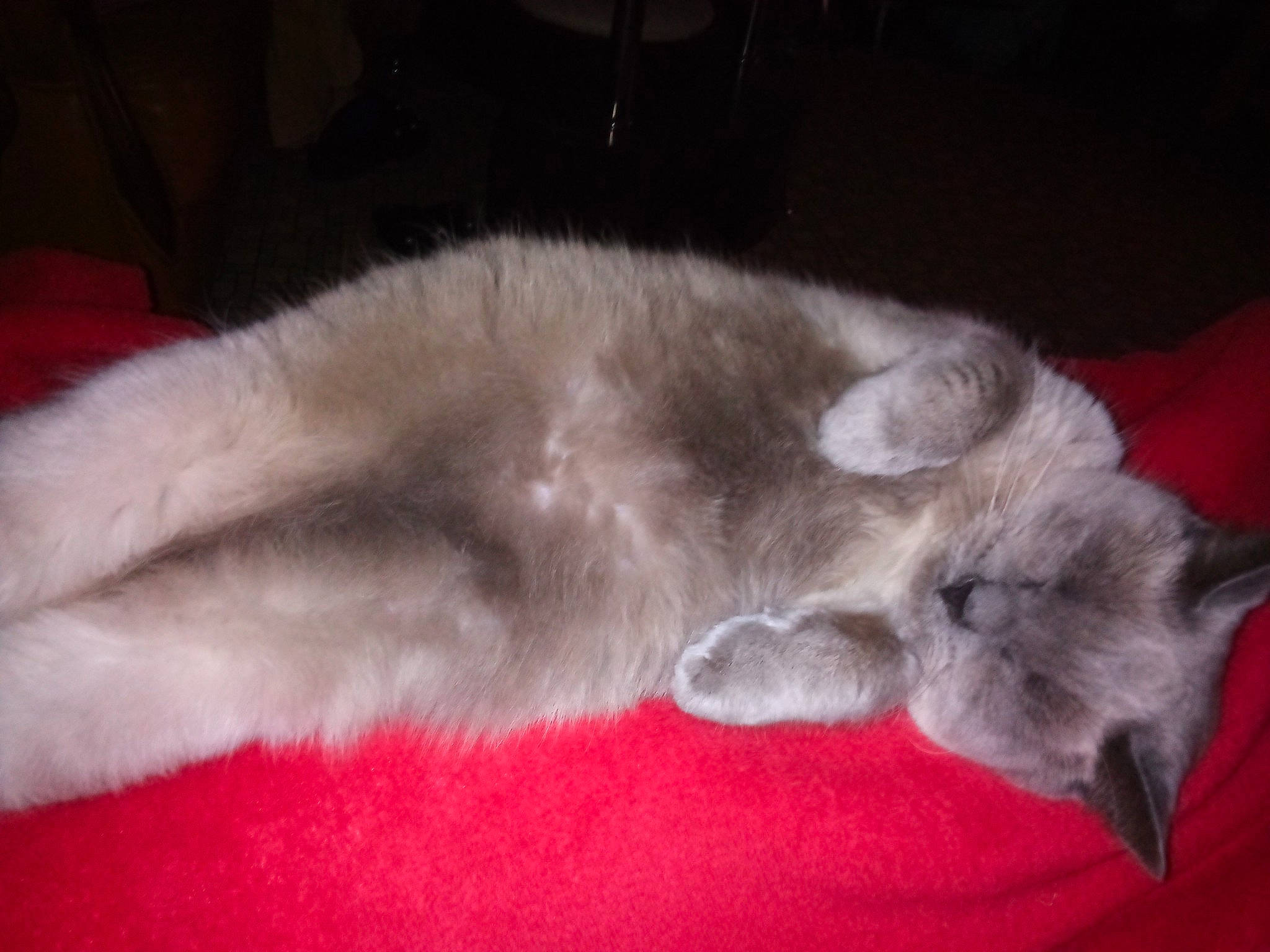 Mona a rejoint le concours — aidez-le/la à gagner de superbes lots ! balinese, carnivore, cat, cat_bed, cat_toy, claw, comfort, domestic_short_haired_cat, ear, fawn, felidae, fur, nap, paw, russian_blue, small_to_medium_sized_cats, tail, thai, whiskers