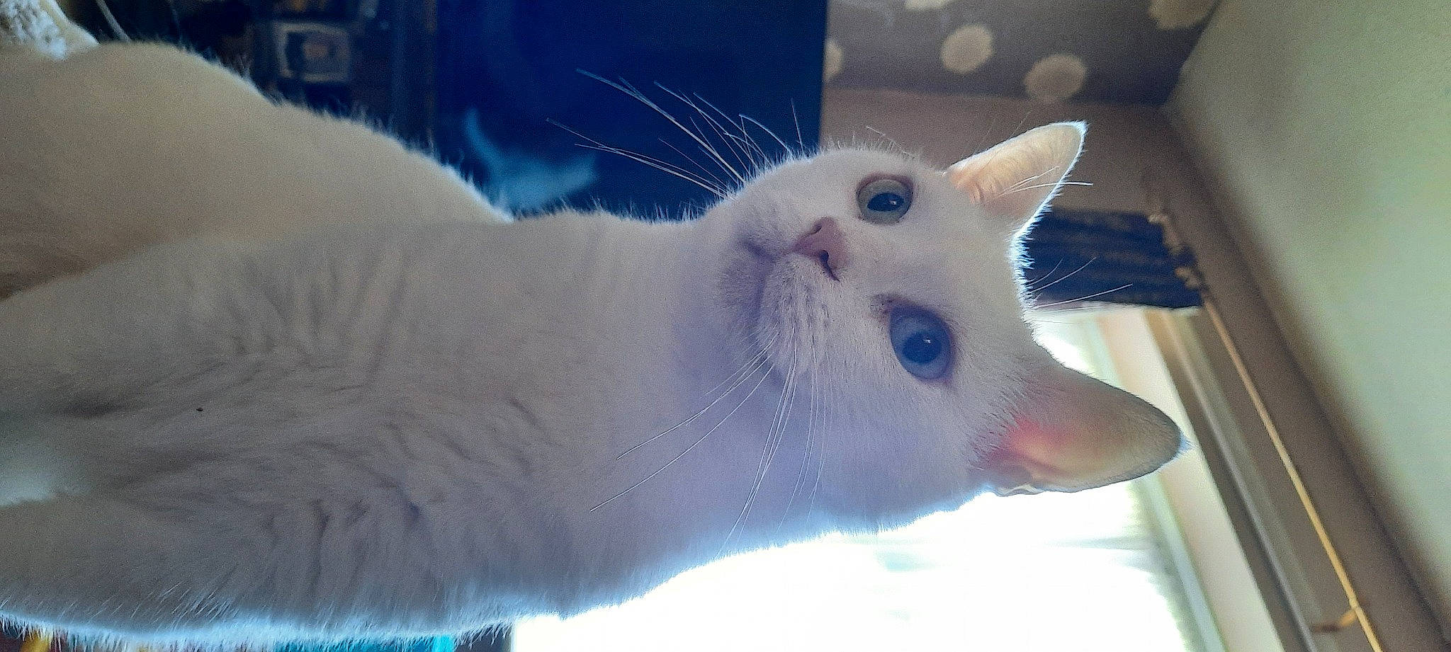 Kitten joined the competition — help win amazing prizes! cat, comfort, domestic_short_haired_cat, electric_blue, felidae, fur, small_to_medium_sized_cats, snow, tail, terrestrial_animal, whiskers