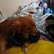 Rocky is registered to the contest to win money with this photo: dog, brown_dog, headphones, blanket, yellow_blanket, toy, indoor, cozy, fur, paw, bedroom, plastic_container, fabric, resting, pet, animal, comfort, relaxed, furniture, colorful