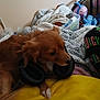 dog, brown_dog, headphones, blanket, yellow_blanket, toy, indoor, cozy, fur, paw, bedroom, plastic_container, fabric, resting, pet, animal, comfort, relaxed, furniture, colorful