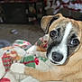 puppy, dog, close_up, blanket, holiday, christmas, indoor, pet, cute, brown, white, black, face, fur, eyes, cozy, resting, soft_focus, background_blur, domestic