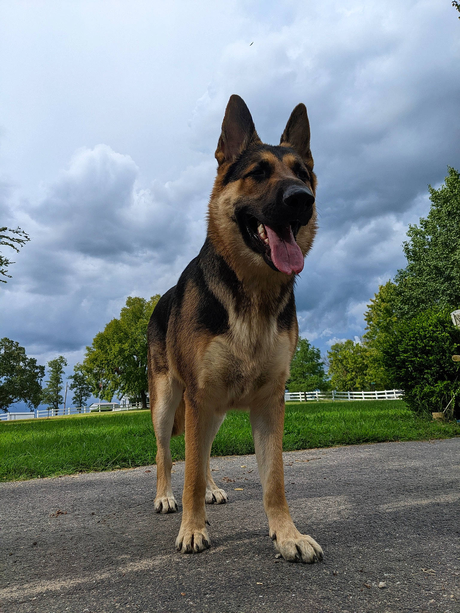 Shep is registered to the contest to win money with this photo: carnivore, cloud, collar, companion_dog, dog, dog_breed, east_european_shepherd, fang, fawn, german_shepherd_dog, herding_dog, king_shepherd, plant, road_surface, sky, snout, terrestrial_animal, tree, working_animal, working_dog