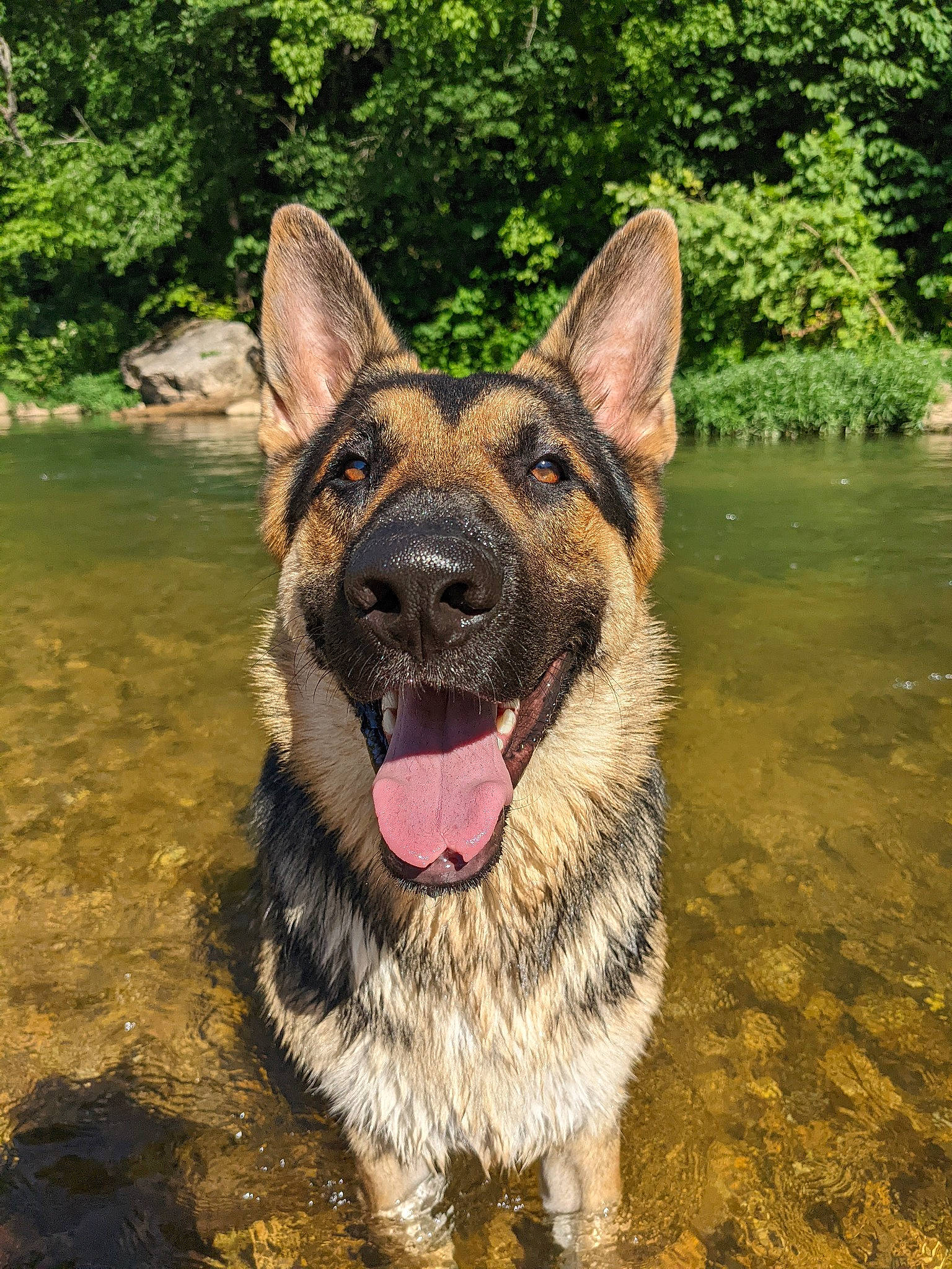 Shep is registered to the contest to win money with this photo: carnivore, collar, companion_dog, dog, dog_breed, dog_supply, east_european_shepherd, fawn, german_shepherd_dog, grass, herding_dog, king_shepherd, lake, old_german_shepherd_dog, plant, snout, terrestrial_animal, water, whiskers, working_animal