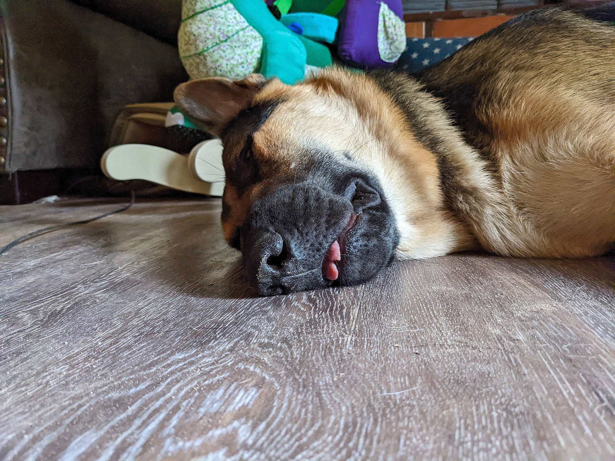 Shep is registered to the contest to win money with this photo: canidae, carnivore, comfort, companion_dog, dog, dog_breed, dog_supply, fawn, flooring, foot, fur, hardwood, paw, snout, sporting_group, terrestrial_animal, whiskers, wood, working_animal, wrinkle