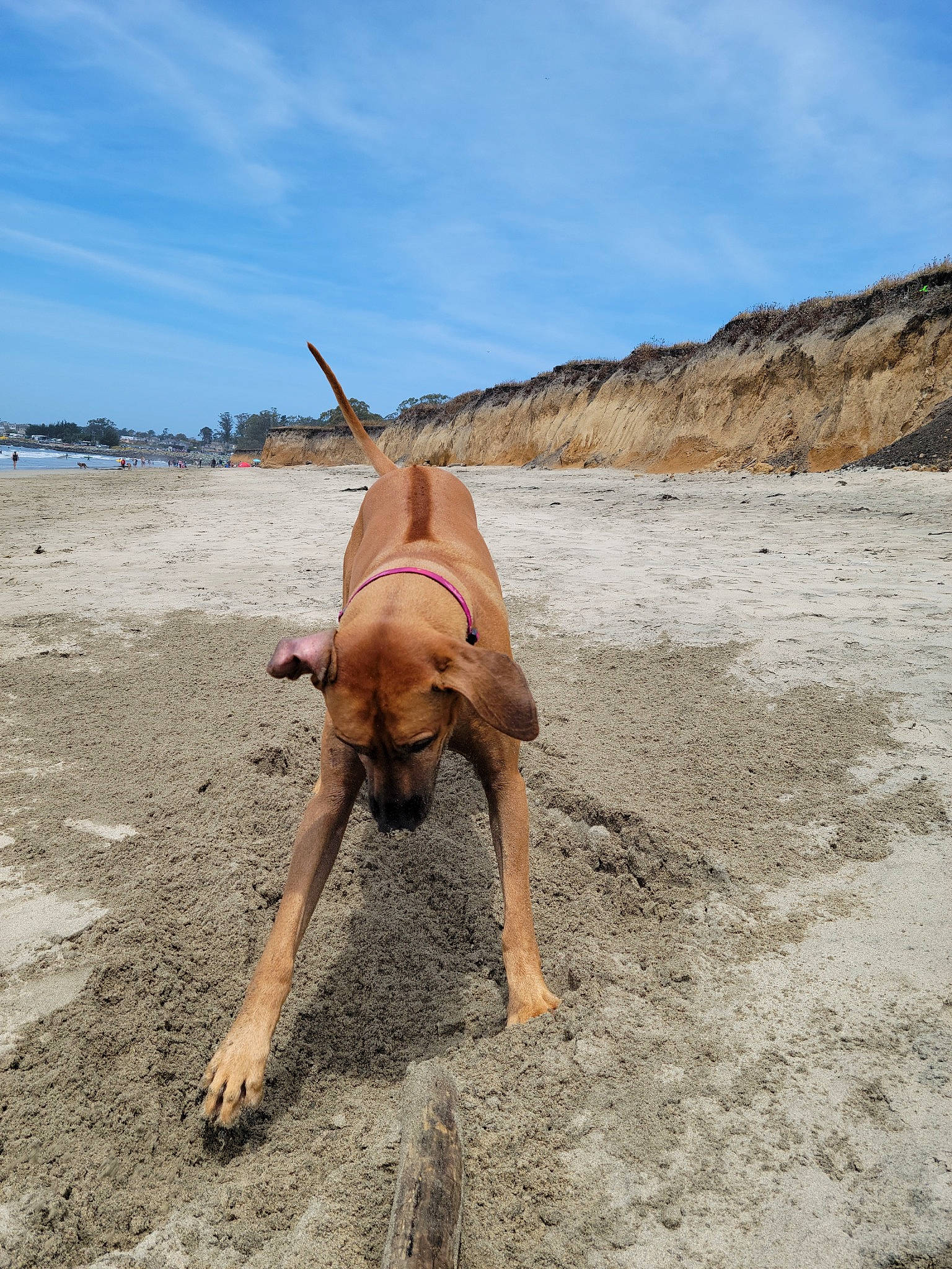 Olive is registered to the contest to win money with this photo: beach, canidae, carnivore, cloud, collar, dog, dog_breed, fawn, landscape, ocean, sand, sky, sporting_group, tail, terrestrial_animal, water, wave, wind_wave, wood, working_animal