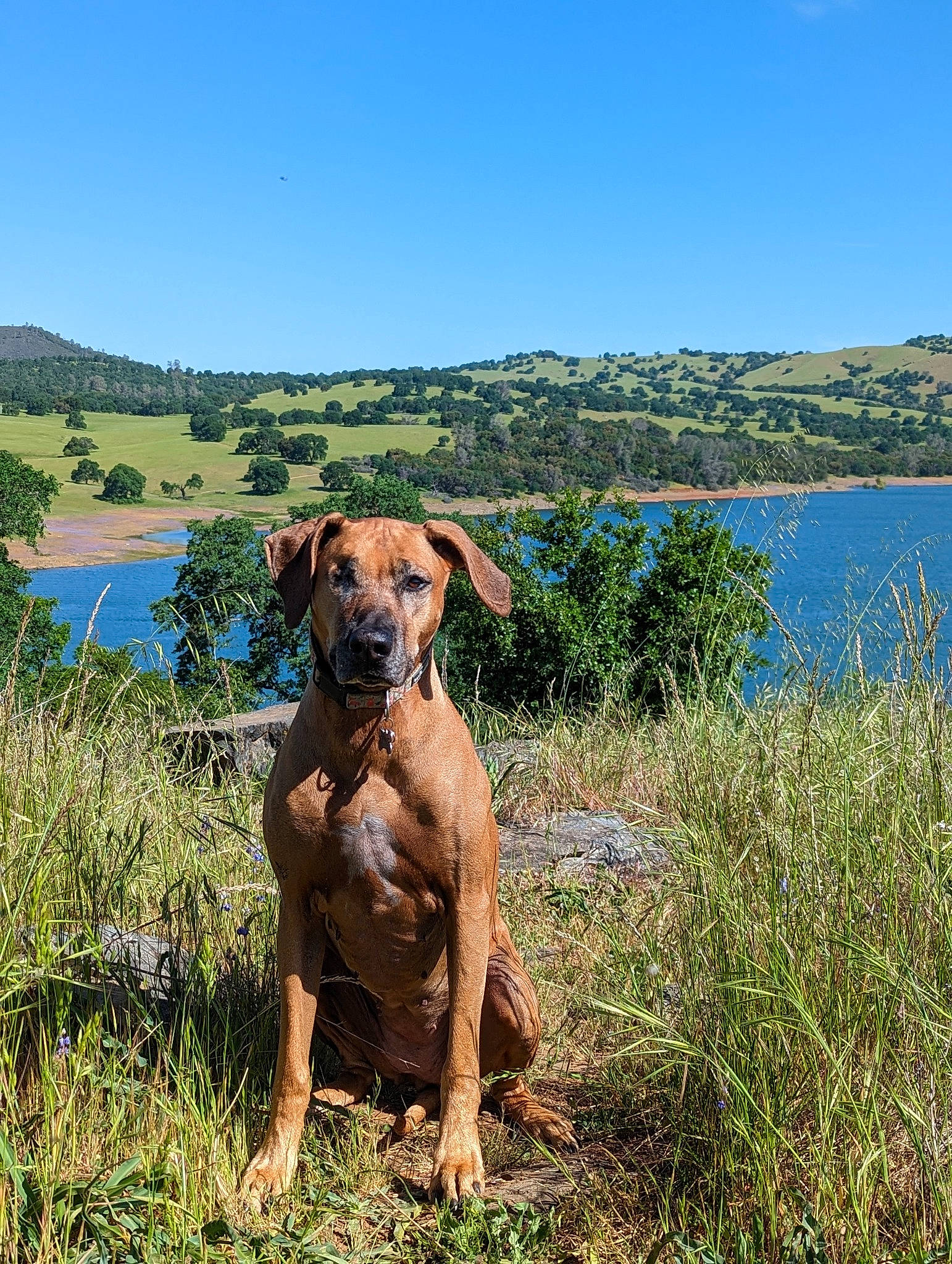Olive is registered to the contest to win money with this photo: carnivore, companion_dog, dog, dog_breed, dog_collar, fawn, grass, grassland, gun_dog, lake, landscape, liver, natural_landscape, plant, prairie, sky, sporting_group, water, wildlife, working_animal