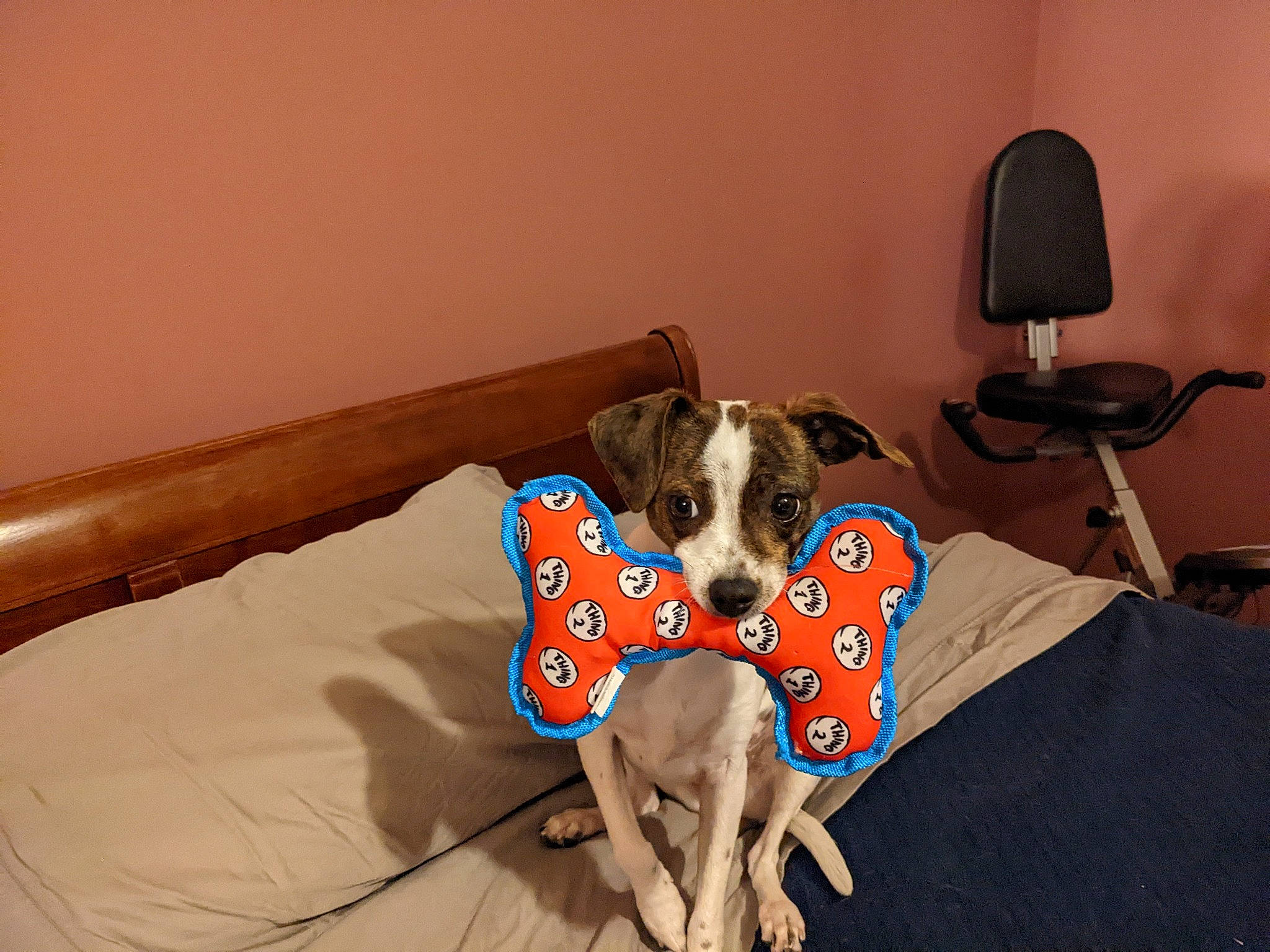 Pepper joined the competition — help win amazing prizes! canidae, carnivore, chair, collar, comfort, companion_dog, couch, dog, dog_breed, dog_clothes, dog_collar, dog_supply, fawn, flooring, hardwood, linens, pet_supply, room, toy_dog, working_animal