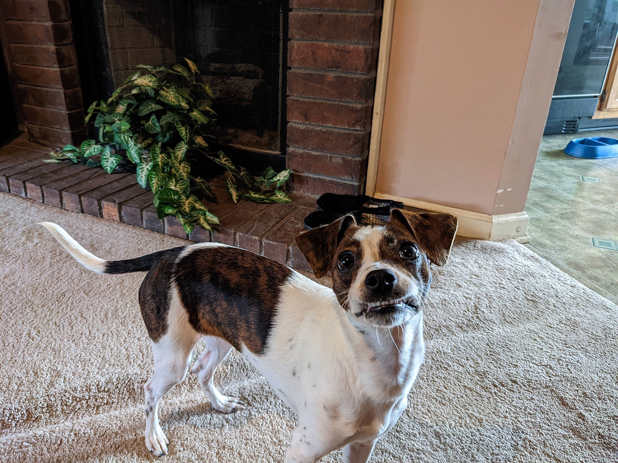 Pepper joined the competition — help win amazing prizes! building, carnivore, collar, companion_dog, dog, dog_breed, dog_collar, door, fawn, flooring, leash, paw, plant, road_surface, scent_hound, sidewalk, sporting_group, street_dog, tail, terrier