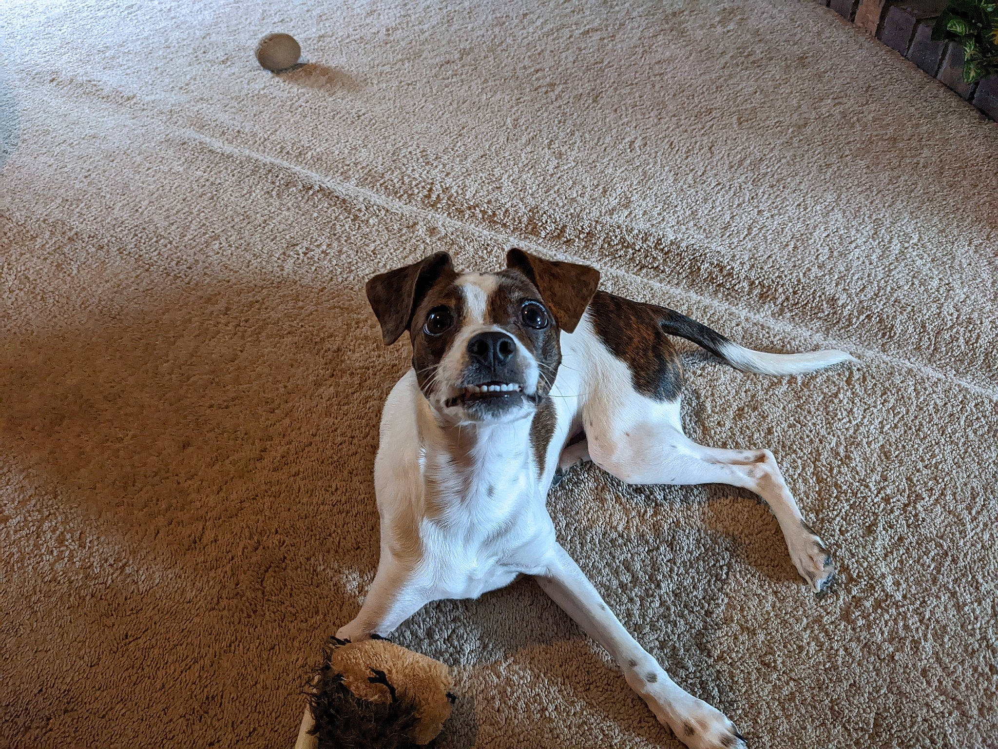Pepper joined the competition — help win amazing prizes! bored, boxer, canidae, carnivore, comfort, companion_dog, dog, dog_breed, fawn, flooring, hardwood, paw, sand, snout, sporting_group, tail, toy_dog, wood, working_animal, working_dog