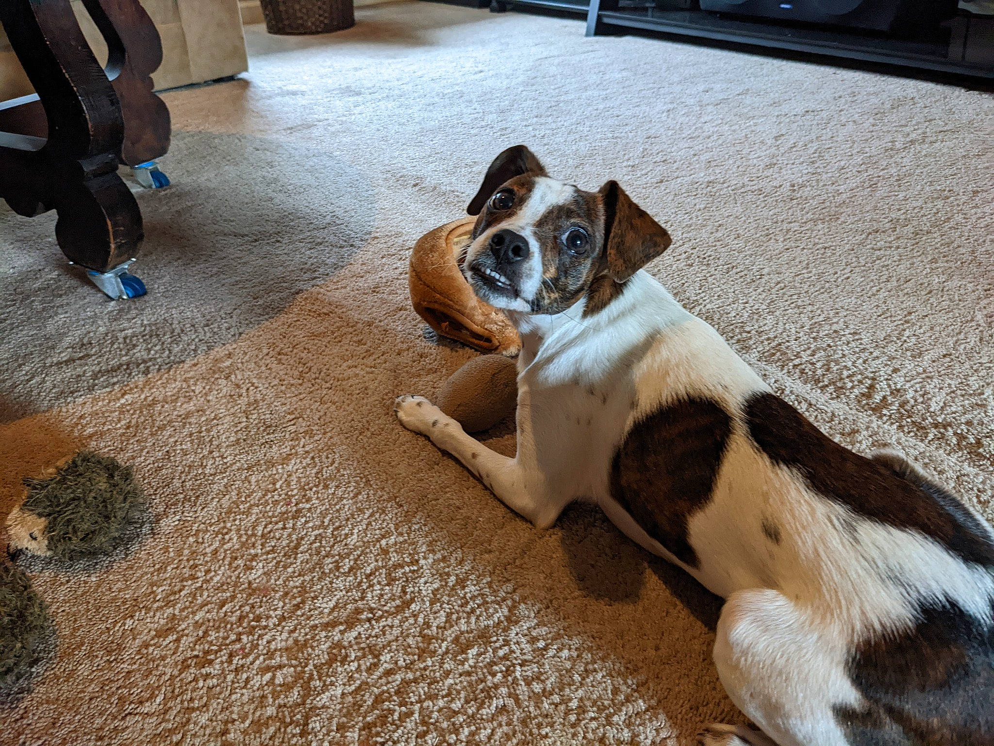 Pepper is registered to the contest to win money with this photo: canidae, carnivore, collar, comfort, companion_dog, dog, dog_breed, fawn, floor, flooring, fur, hardwood, paw, road_surface, snout, tail, toy_dog, whiskers, wood, working_animal