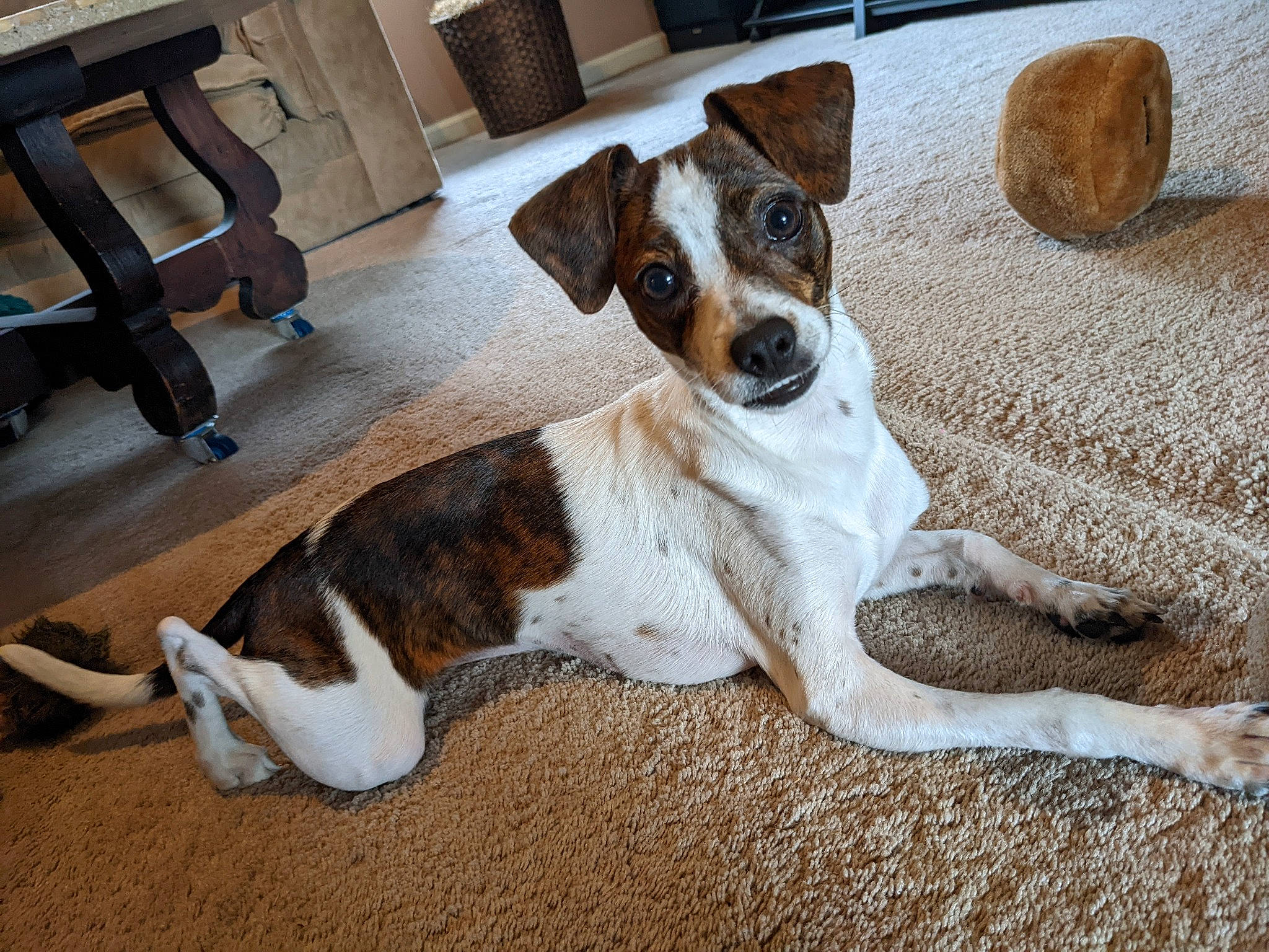 Pepper is registered to the contest to win money with this photo: canidae, carnivore, chair, collar, comfort, companion_dog, couch, dog, dog_breed, fawn, flooring, hardwood, paw, snout, sporting_group, tail, terrestrial_animal, whiskers, wood, working_animal